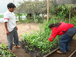 Tending Plants